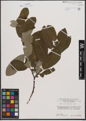 Foto von Salix appendiculata Vill.